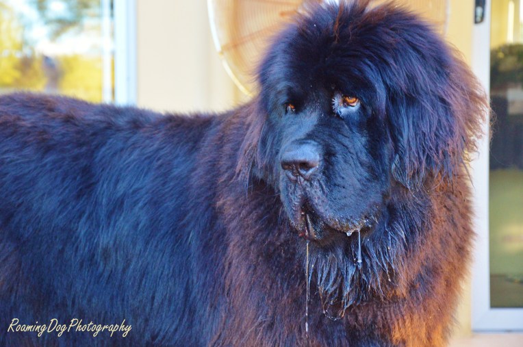 Humphry the Newfoundland